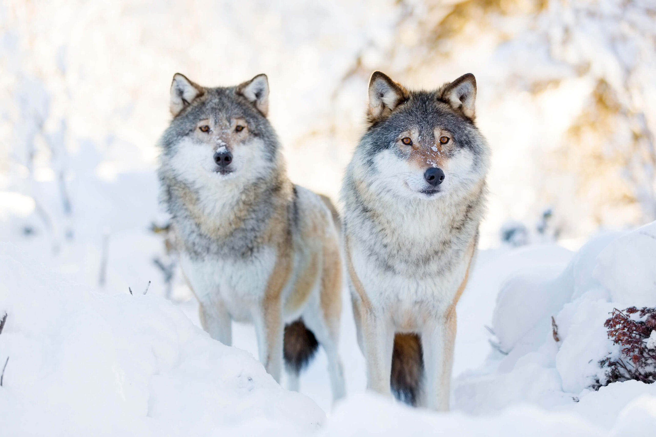 雪の中に佇むと奥を見つめる2匹の狼