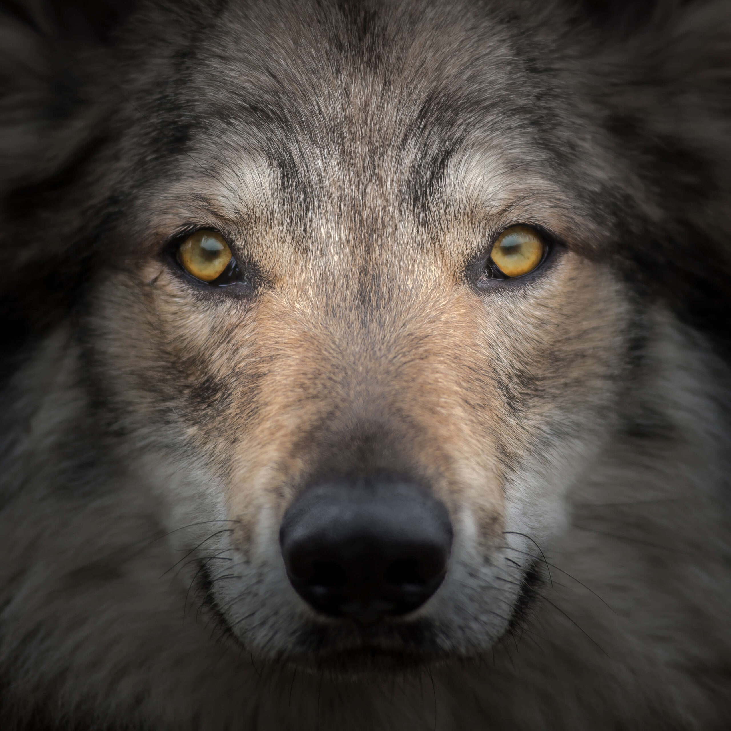 正面を向く狼の顔